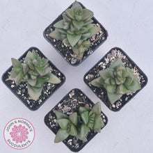 Load image into Gallery viewer, Crassula &#39;Talisman&#39; - John &amp; Norma&#39;s Succulents Australia
