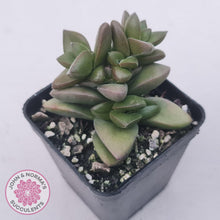 Load image into Gallery viewer, Crassula &#39;Talisman&#39; - John &amp; Norma&#39;s Succulents Australia
