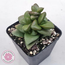 Load image into Gallery viewer, Crassula &#39;Talisman&#39; - John &amp; Norma&#39;s Succulents Australia
