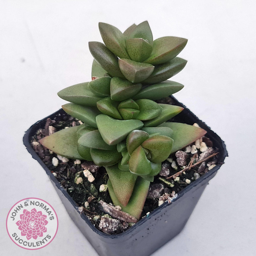 Crassula 'Talisman' - John & Norma's Succulents Australia