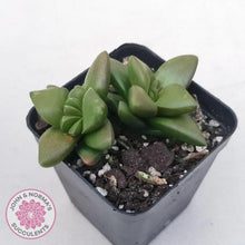 Load image into Gallery viewer, Crassula &#39;Talisman&#39; - John &amp; Norma&#39;s Succulents Australia
