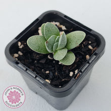 Load image into Gallery viewer, Crassula tecta
