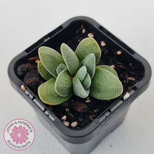 Load image into Gallery viewer, Crassula tecta
