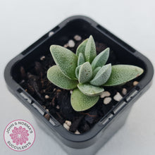 Load image into Gallery viewer, Crassula tecta
