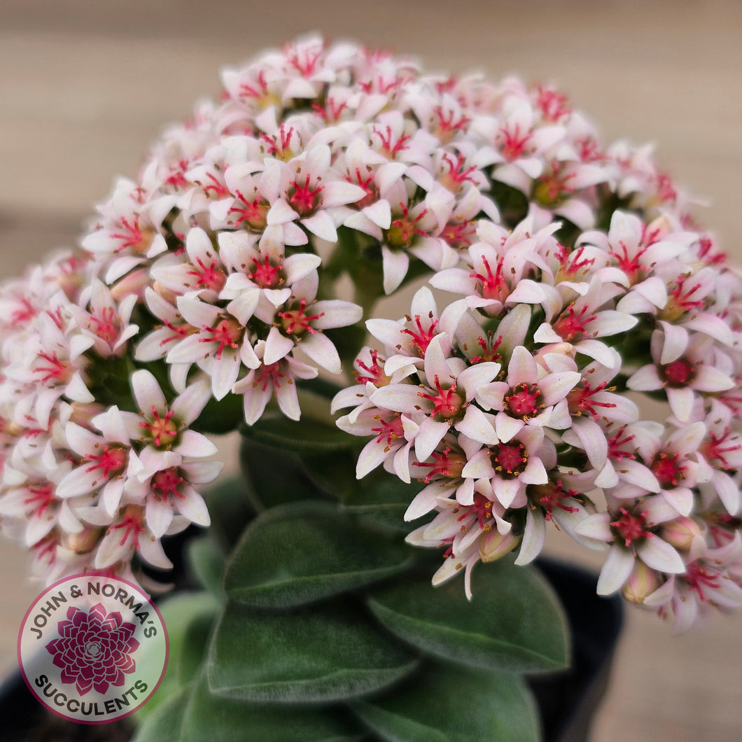 Crassula 'Warmsley Blue'