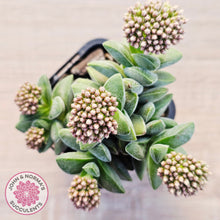 Load image into Gallery viewer, Crassula 'Warmsley Blue'
