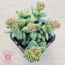 Load image into Gallery viewer, Crassula 'Warmsley Blue'

