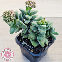 Load image into Gallery viewer, Crassula 'Warmsley Blue'
