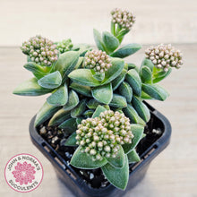 Load image into Gallery viewer, Crassula 'Warmsley Blue'
