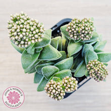 Load image into Gallery viewer, Crassula 'Warmsley Blue'
