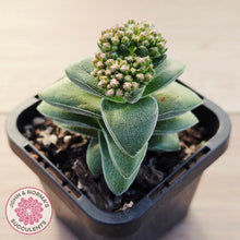 Load image into Gallery viewer, Crassula 'Warmsley Blue'
