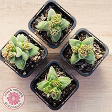 Load image into Gallery viewer, Crassula 'Warmsley Blue'

