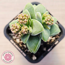 Load image into Gallery viewer, Crassula 'Warmsley Blue'
