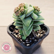 Load image into Gallery viewer, Crassula 'Warmsley Blue'
