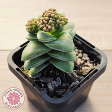 Load image into Gallery viewer, Crassula 'Warmsley Blue'

