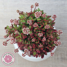Load image into Gallery viewer, Crassula atropurpurea var. anomala
