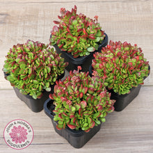 Load image into Gallery viewer, Crassula atropurpurea var. anomala
