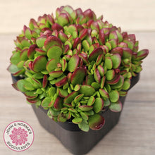 Load image into Gallery viewer, Crassula atropurpurea var. anomala
