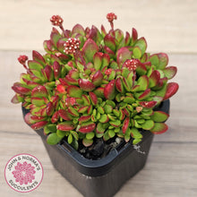 Load image into Gallery viewer, Crassula atropurpurea var. anomala

