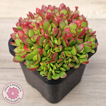 Load image into Gallery viewer, Crassula atropurpurea var. anomala

