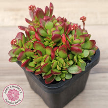 Load image into Gallery viewer, Crassula atropurpurea var. anomala
