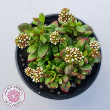 Load image into Gallery viewer, Crassula atropurpurea var. anomala
