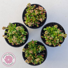 Load image into Gallery viewer, Crassula atropurpurea var. anomala
