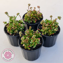 Load image into Gallery viewer, Crassula atropurpurea var. anomala
