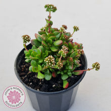 Load image into Gallery viewer, Crassula atropurpurea var. anomala
