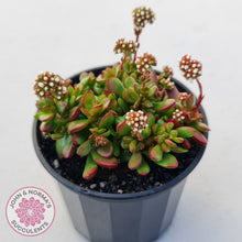 Load image into Gallery viewer, Crassula atropurpurea var. anomala
