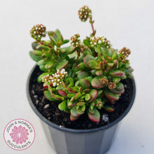 Load image into Gallery viewer, Crassula atropurpurea var. anomala
