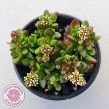 Load image into Gallery viewer, Crassula atropurpurea var. anomala
