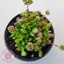 Load image into Gallery viewer, Crassula atropurpurea var. anomala
