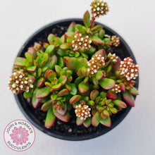 Load image into Gallery viewer, Crassula atropurpurea var. anomala
