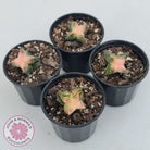 Crassula capitella ssp thyrsiflora variegated