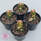 Crassula capitella ssp thyrsiflora variegated