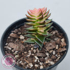 Crassula capitella ssp thyrsiflora variegated