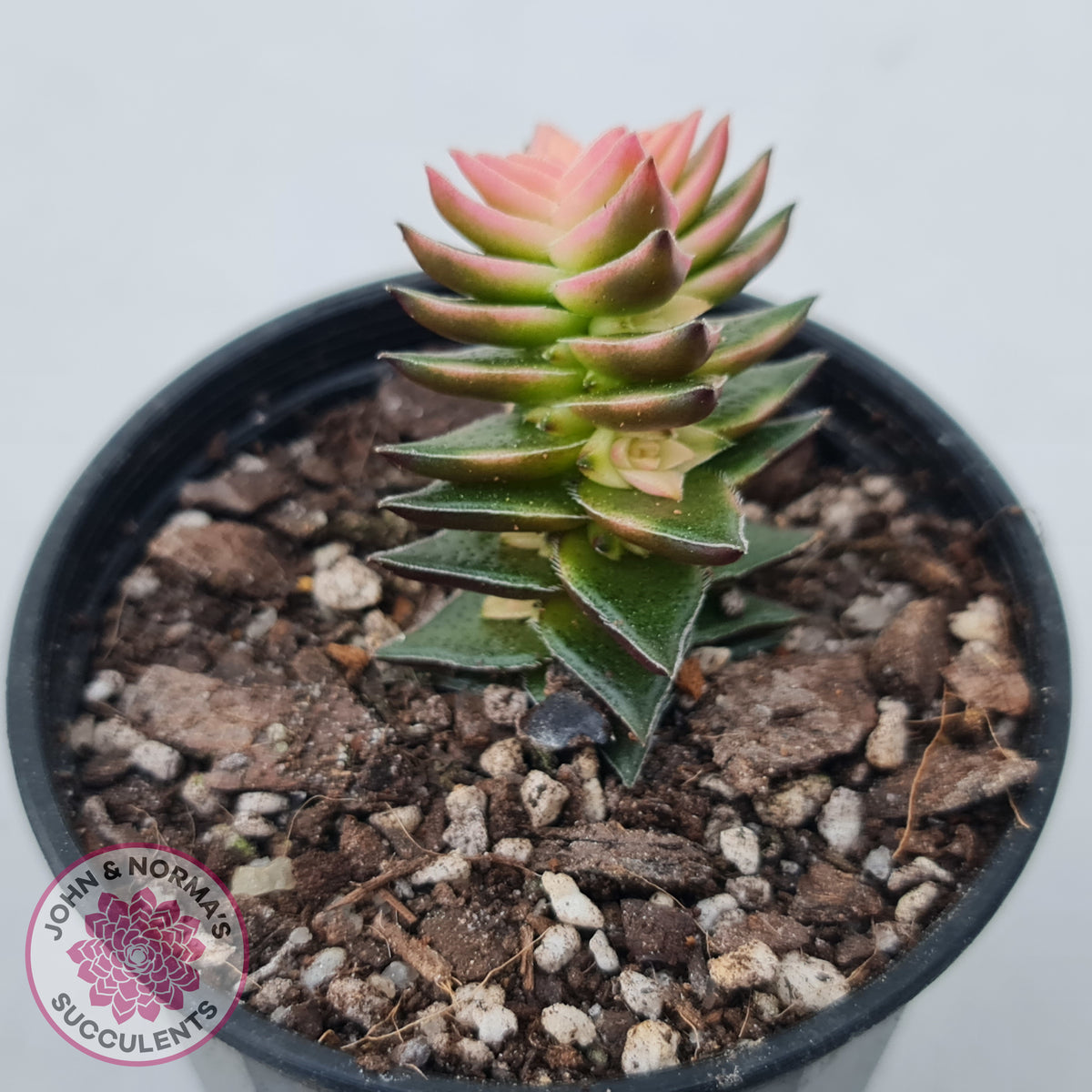 Crassula capitella ssp thyrsiflora variegated