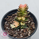 Crassula capitella ssp thyrsiflora variegated