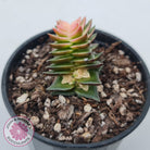 Crassula capitella ssp thyrsiflora variegated