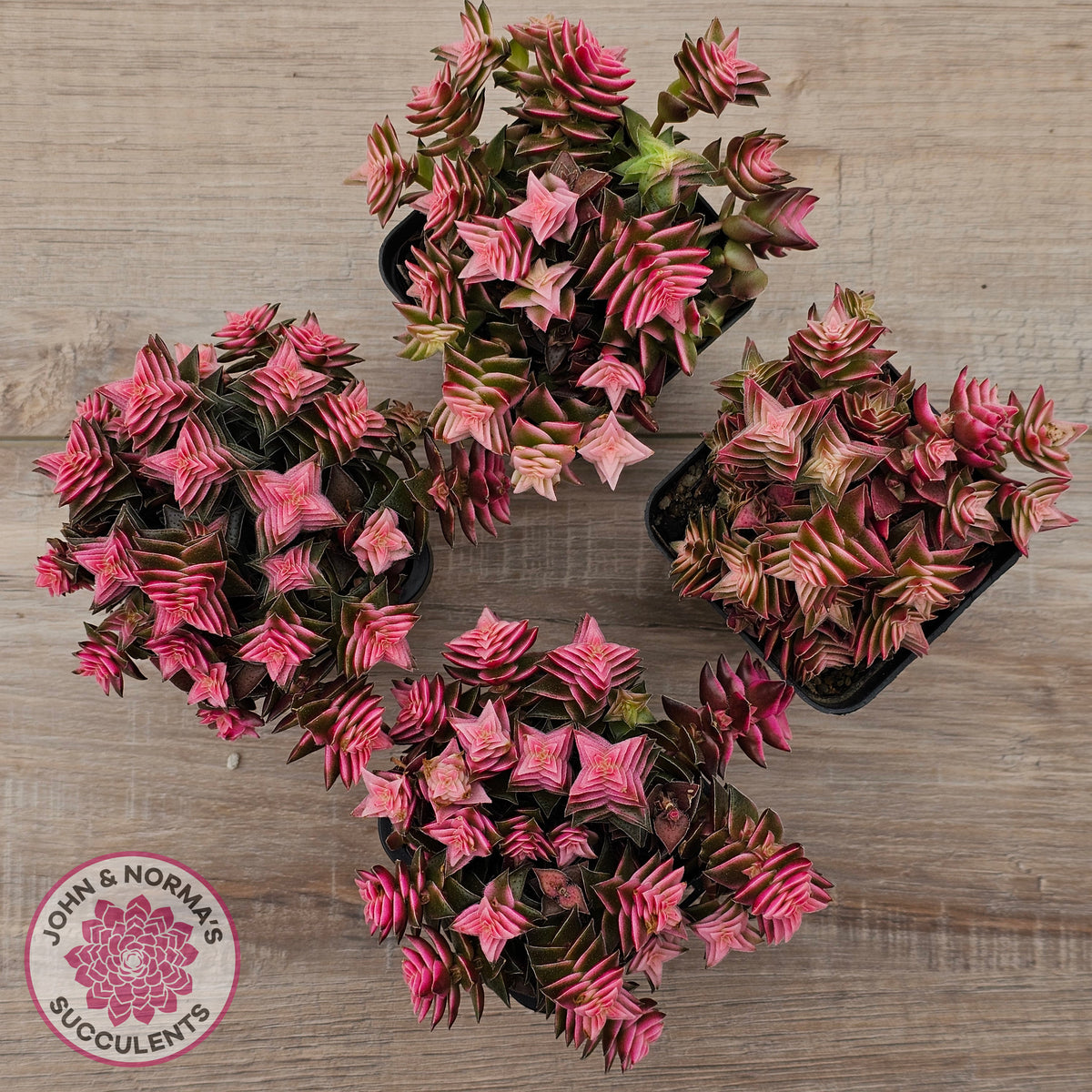 Crassula capitella ssp thyrsiflora variegated