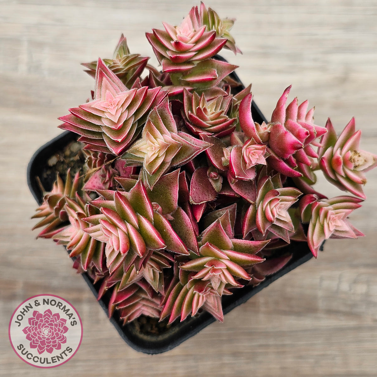 Crassula capitella ssp thyrsiflora variegated