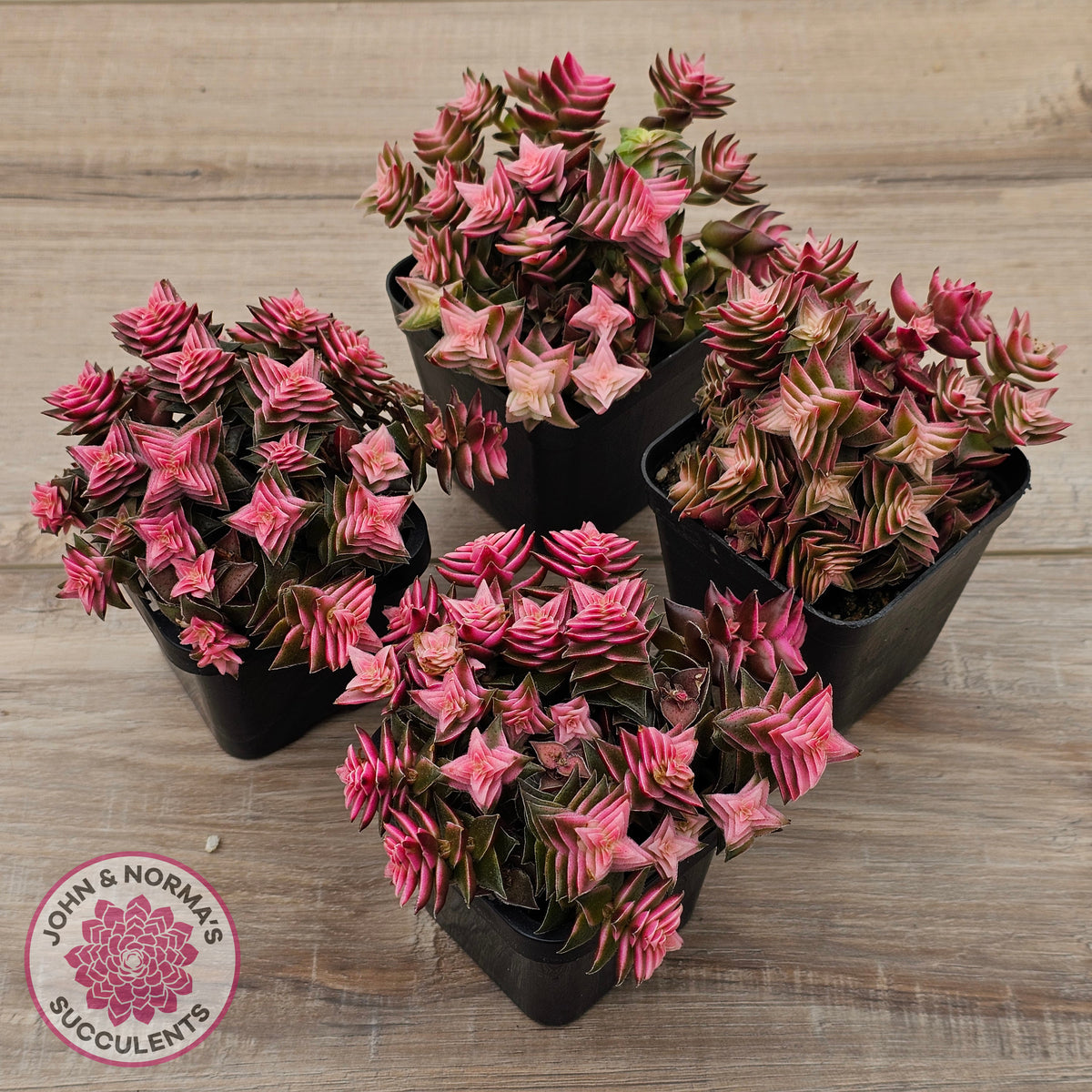 Crassula capitella ssp thyrsiflora variegated