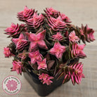 Crassula capitella ssp thyrsiflora variegated