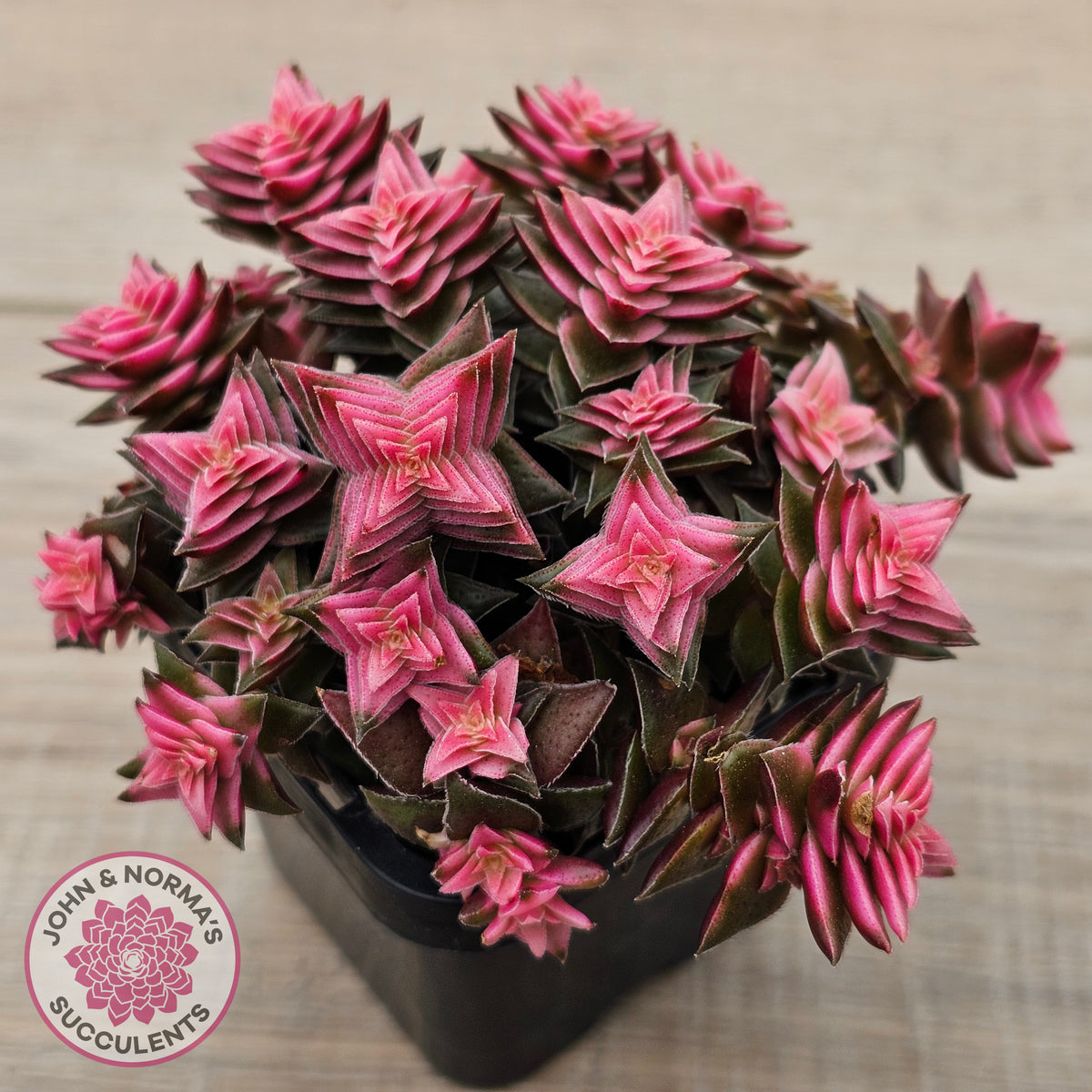 Crassula capitella ssp thyrsiflora variegated