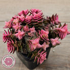 Crassula capitella ssp thyrsiflora variegated