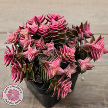 Load image into Gallery viewer, Crassula capitella ssp thyrsiflora variegated

