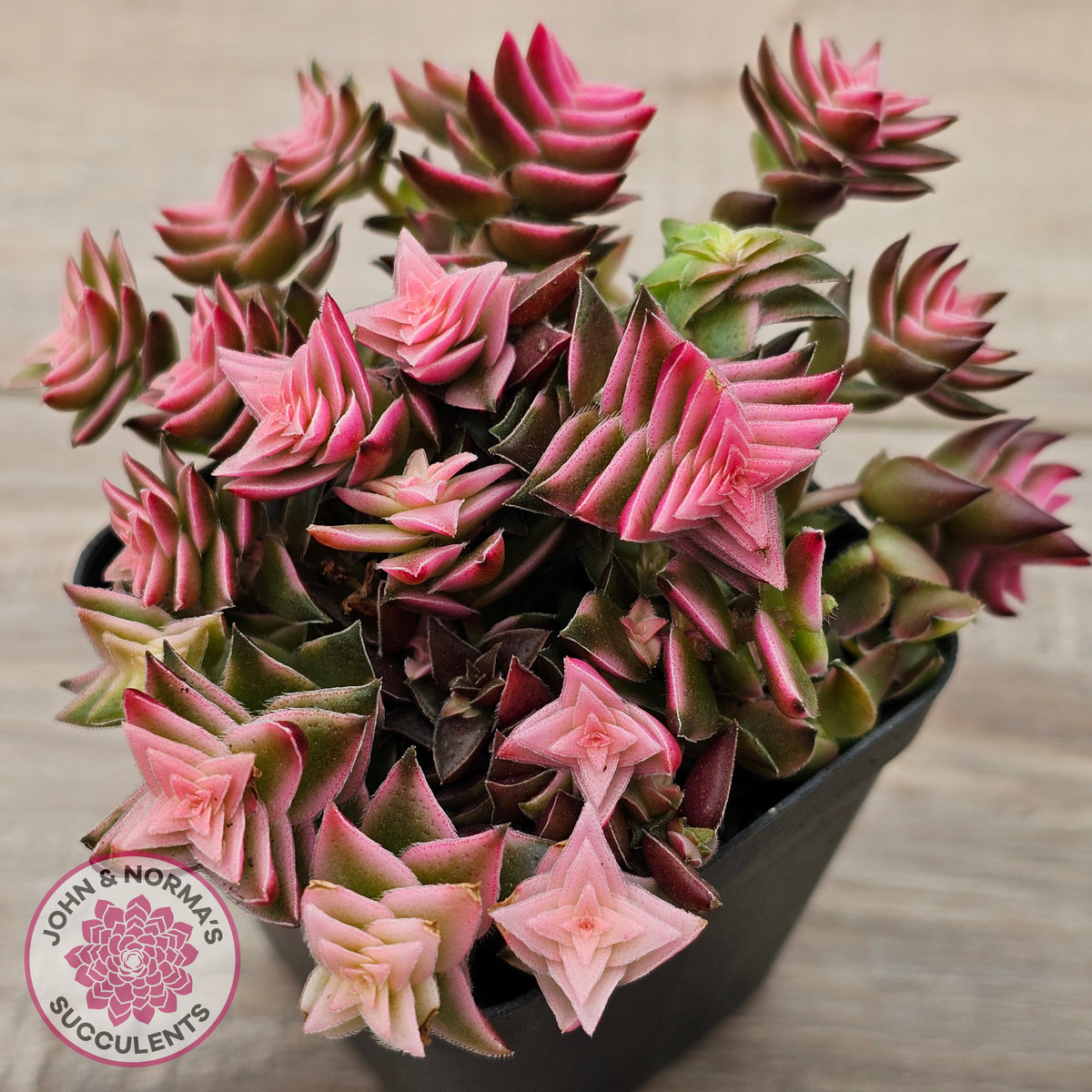 Crassula capitella ssp thyrsiflora variegated