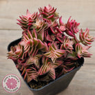 Crassula capitella ssp thyrsiflora variegated