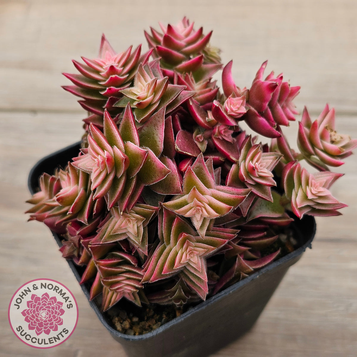 Crassula capitella ssp thyrsiflora variegated